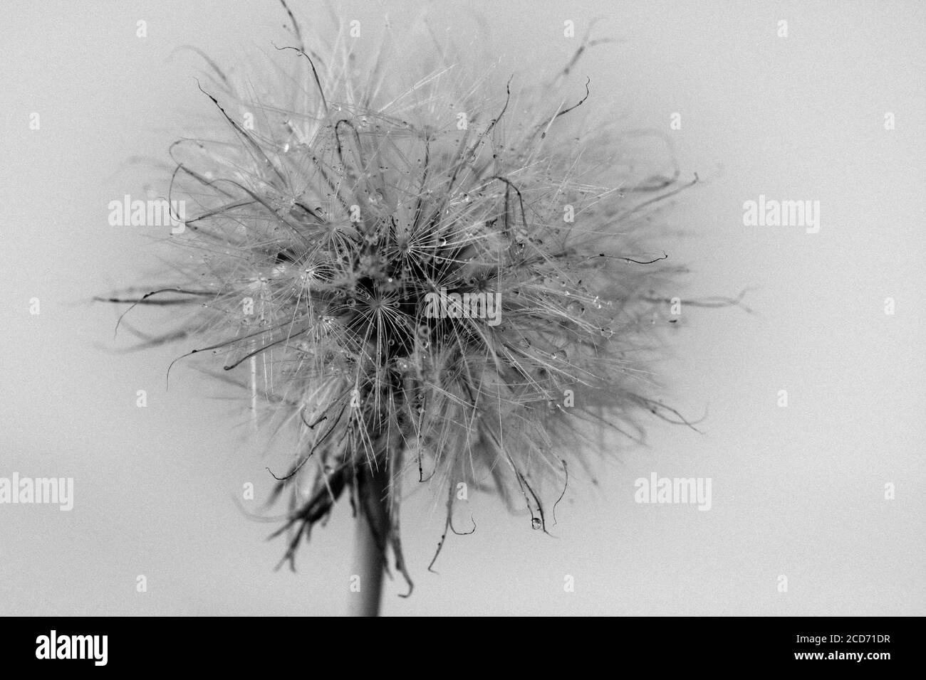 Dandelion seed head with water drops in black and white Stock Photo