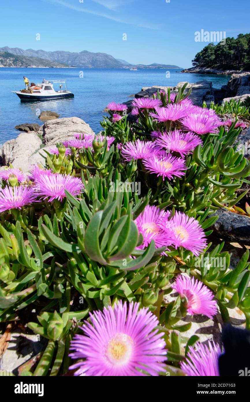 Fishing boat docked on Lokrum Island, near Dubrovnik, Croatia. Cooper’s ice plant (Delosperma cooperi) growing wild Stock Photo