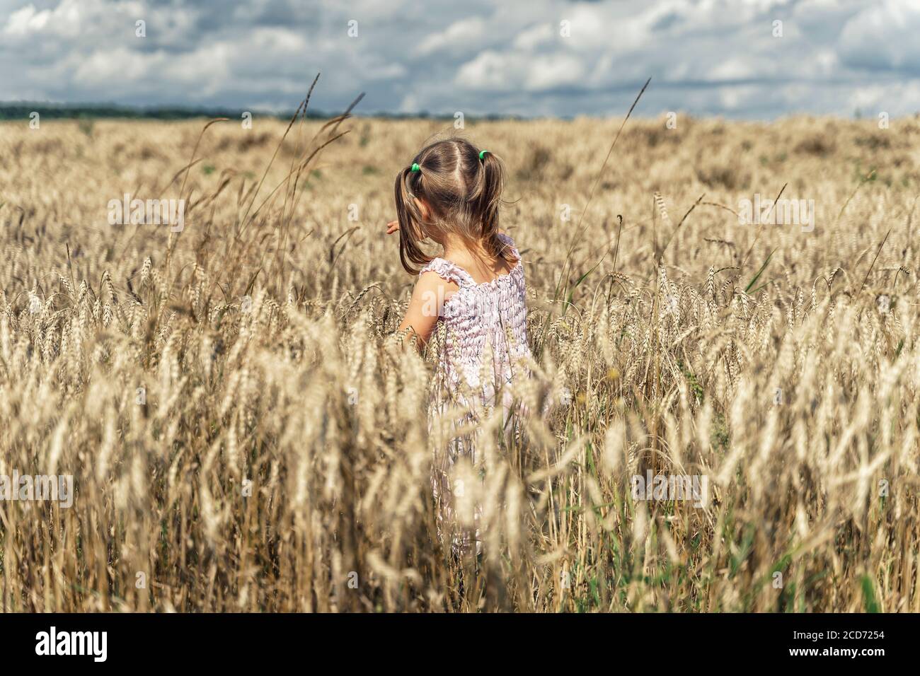 a little girl in a pink plain dress walks through a beautiful barley field on a summer day. back view Stock Photo