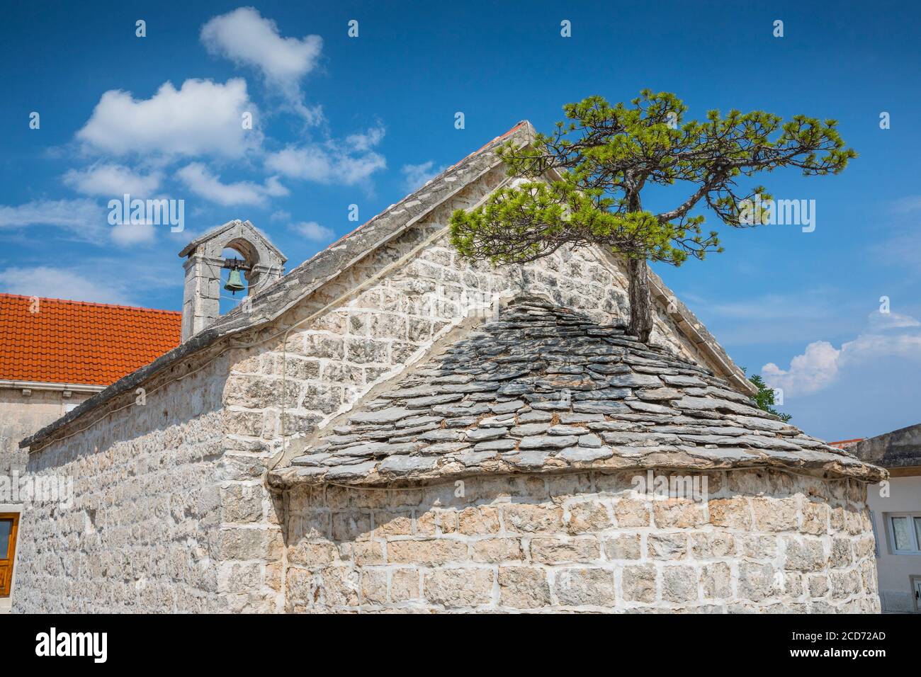 Pine tree growing on the St. Peter's church church rooftop Stock Photo