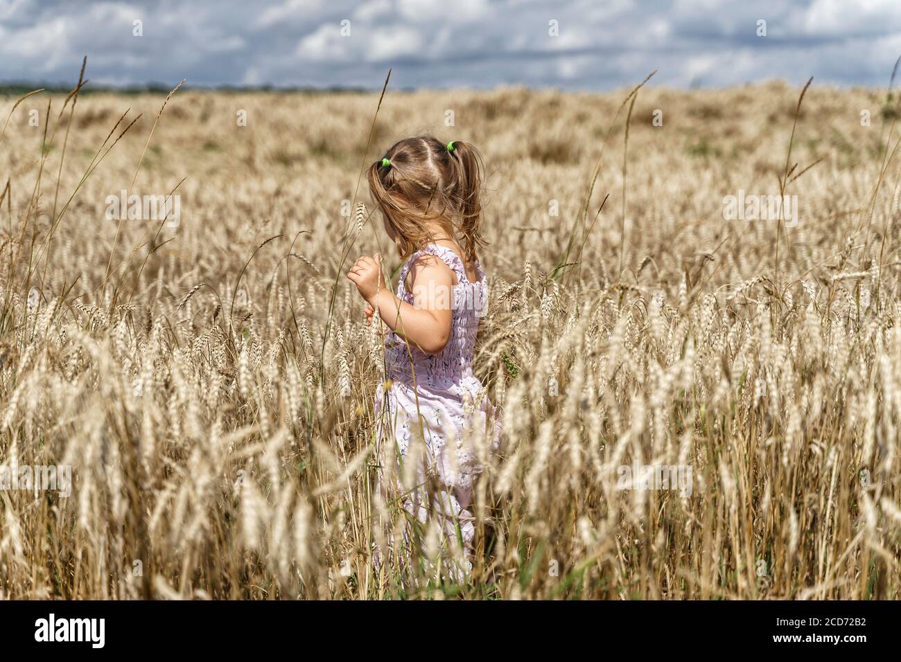 little girl in a pink plain dress walks through a beautiful barley field on a summer day Stock Photo