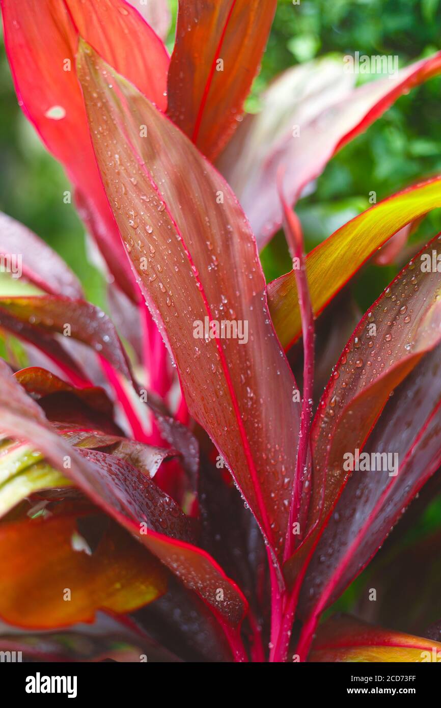 Tropical palm leave jungle hi-res stock photography and images - Alamy