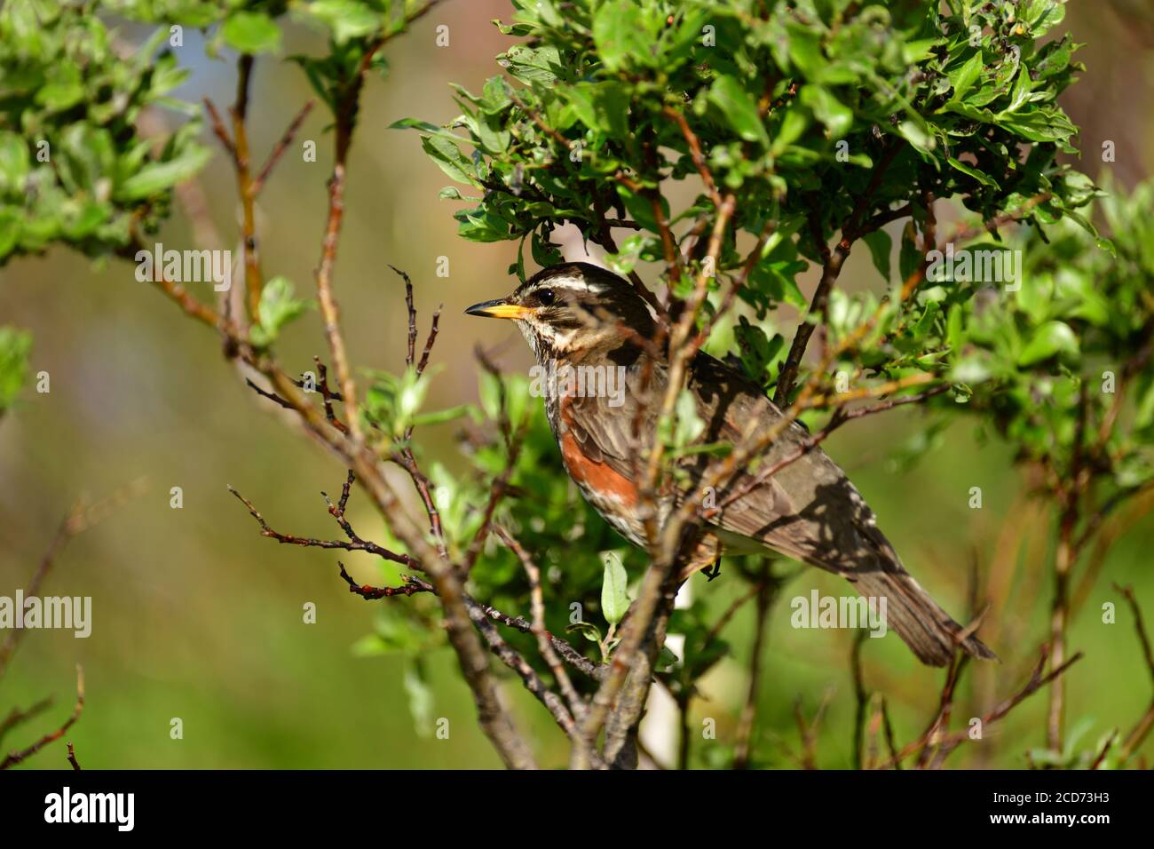 Redwing (Turdus iliacus) perched on a branch, Iceland Stock Photo
