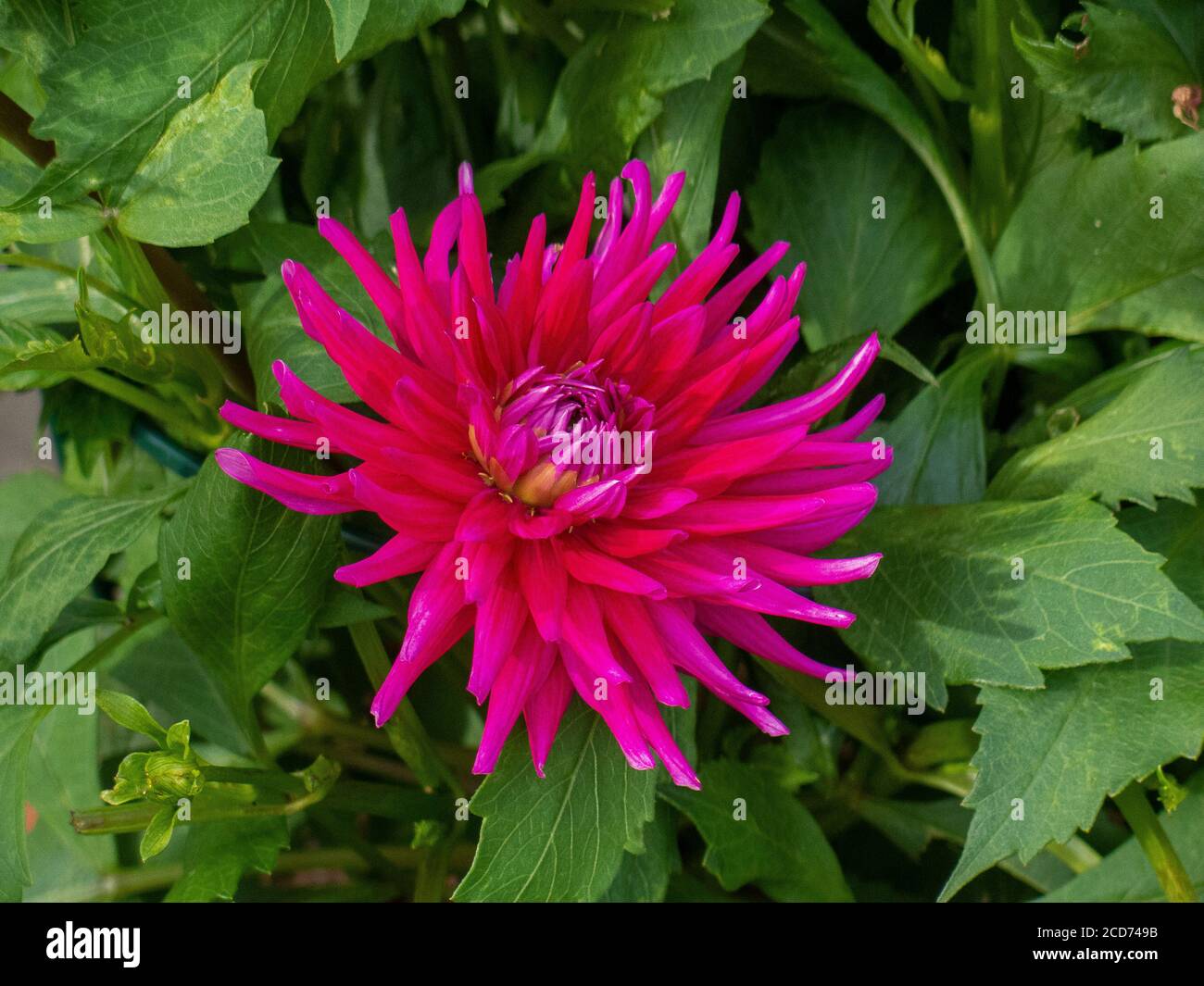 Dahlia tuber new shoots hires stock photography and images Alamy