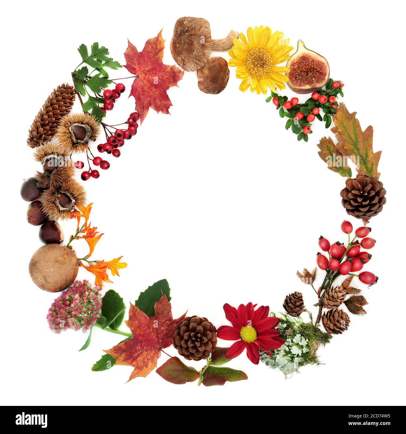 Autumn wreath composition with a variety of natural flora, fauna and food on white background with copy space. Harvest festival concept. Stock Photo