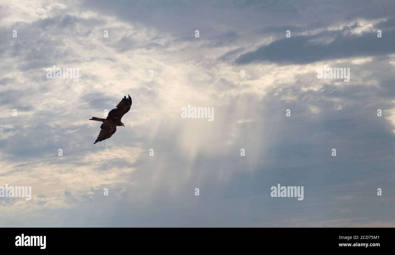 Golden Eagle flying above the clouds Stock Photo