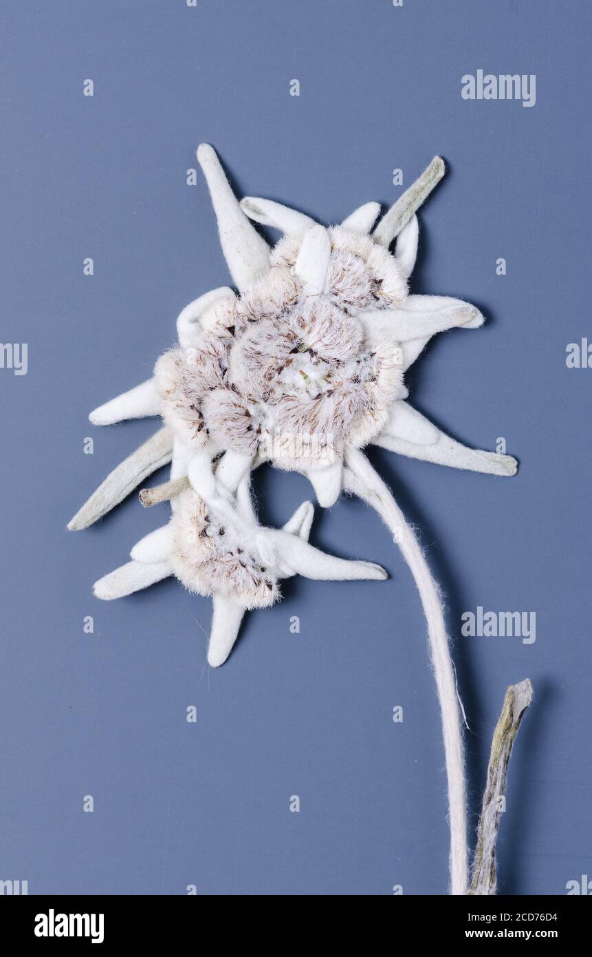 Leontopodium nivale, Leontopodium alpinum, dried alpine mountain flower known as Edelweiss, Alpen-Edelweiß, Stella Alpina, close-up, flat lay Stock Photo