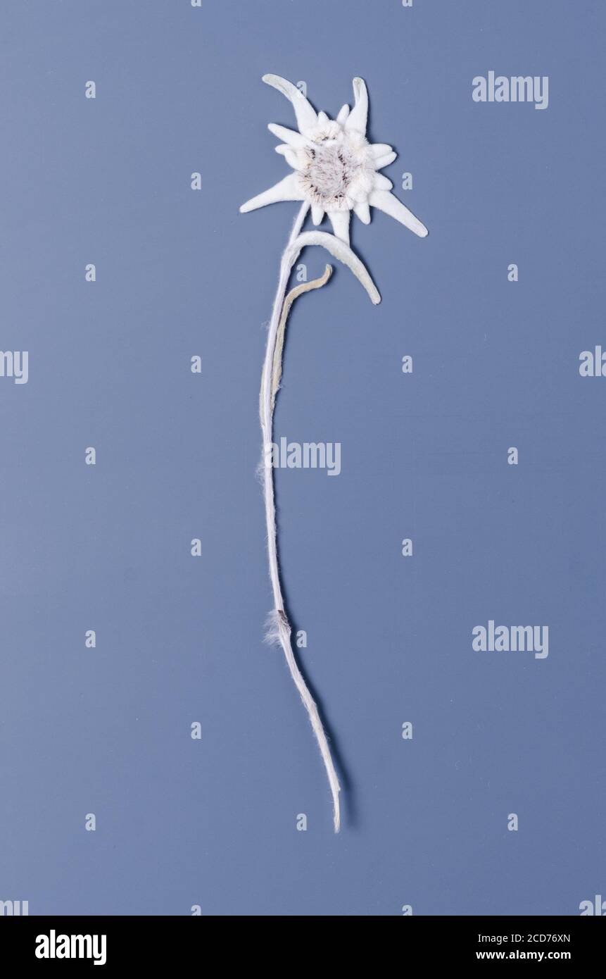 Leontopodium nivale, Leontopodium alpinum, dried alpine mountain flower known as Edelweiss, Alpen-Edelweiß, Stella Alpina, close-up, flat lay Stock Photo