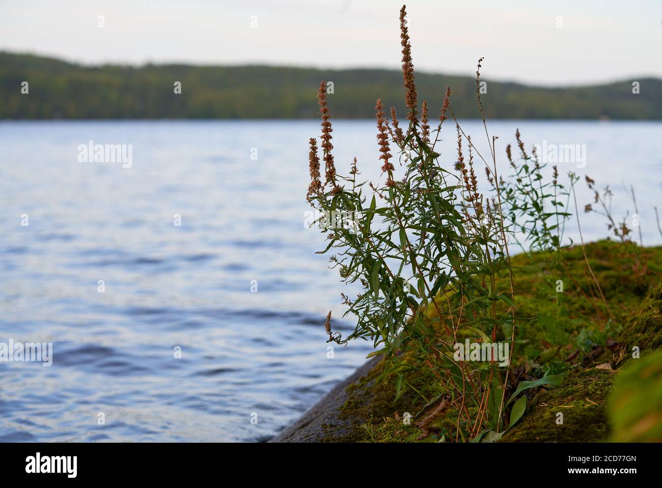 Purple summer plant finland hi-res stock photography and images - Alamy