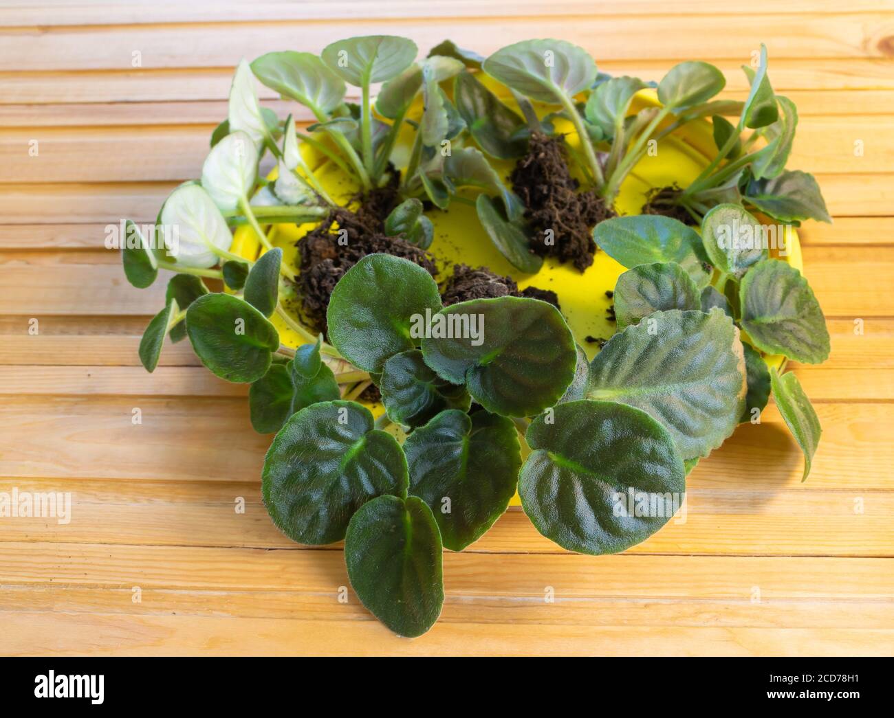 African violet many saplings, how to prune african violets concept Stock Photo