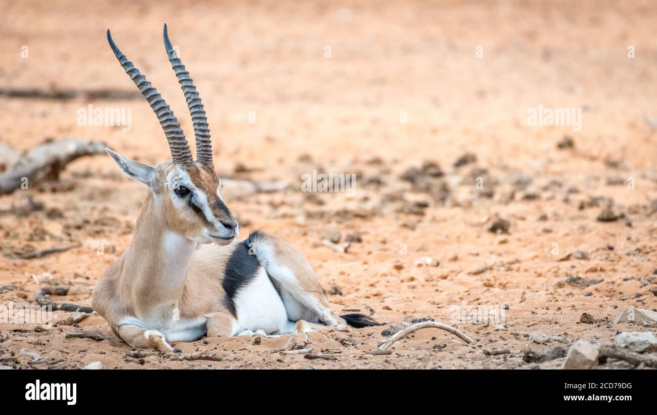 Isolated close up of beautiful Thomson Gazelle portrait- Israel Stock ...