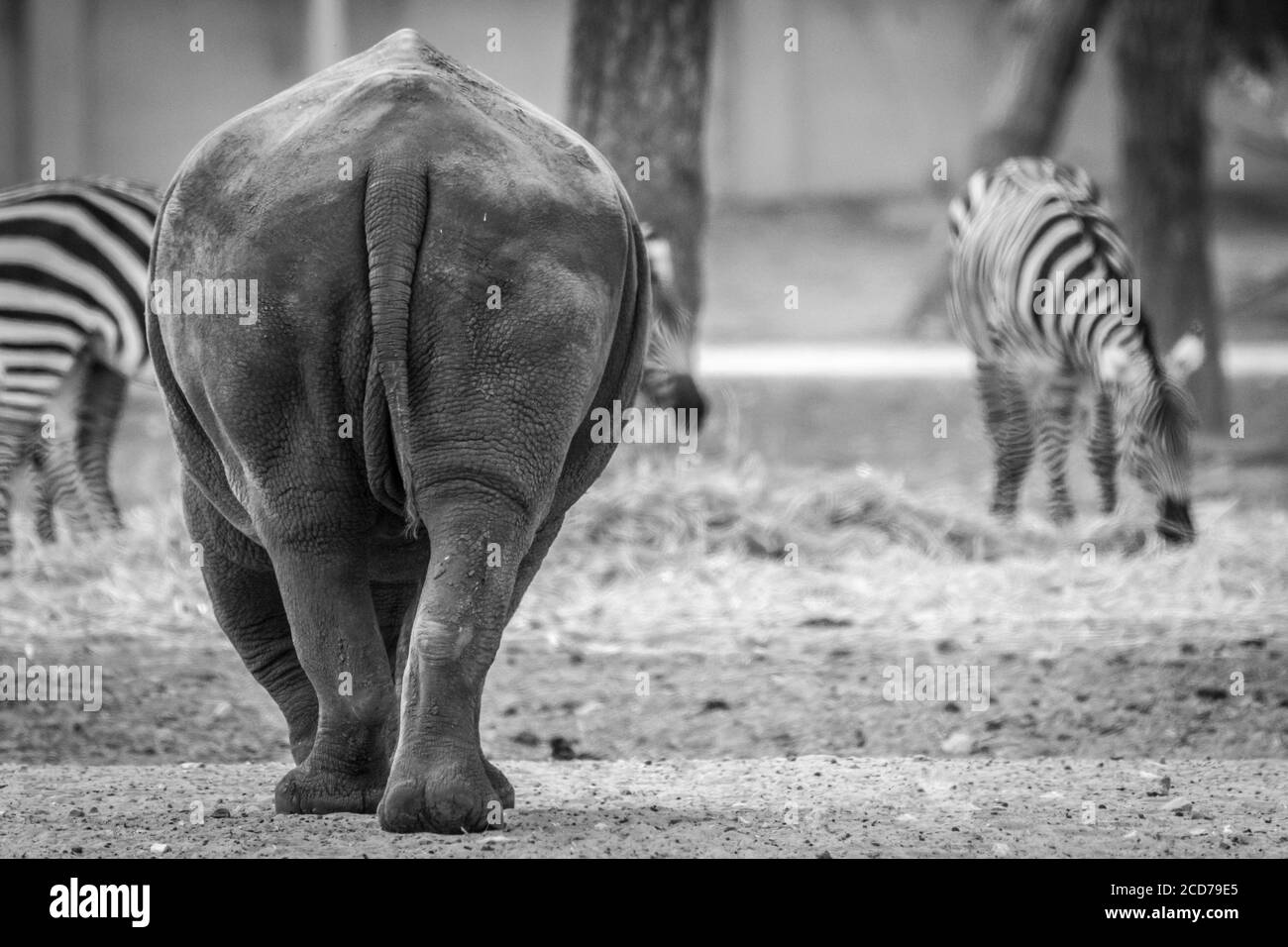 Rhino and zebras in the safari- Black and white Stock Photo