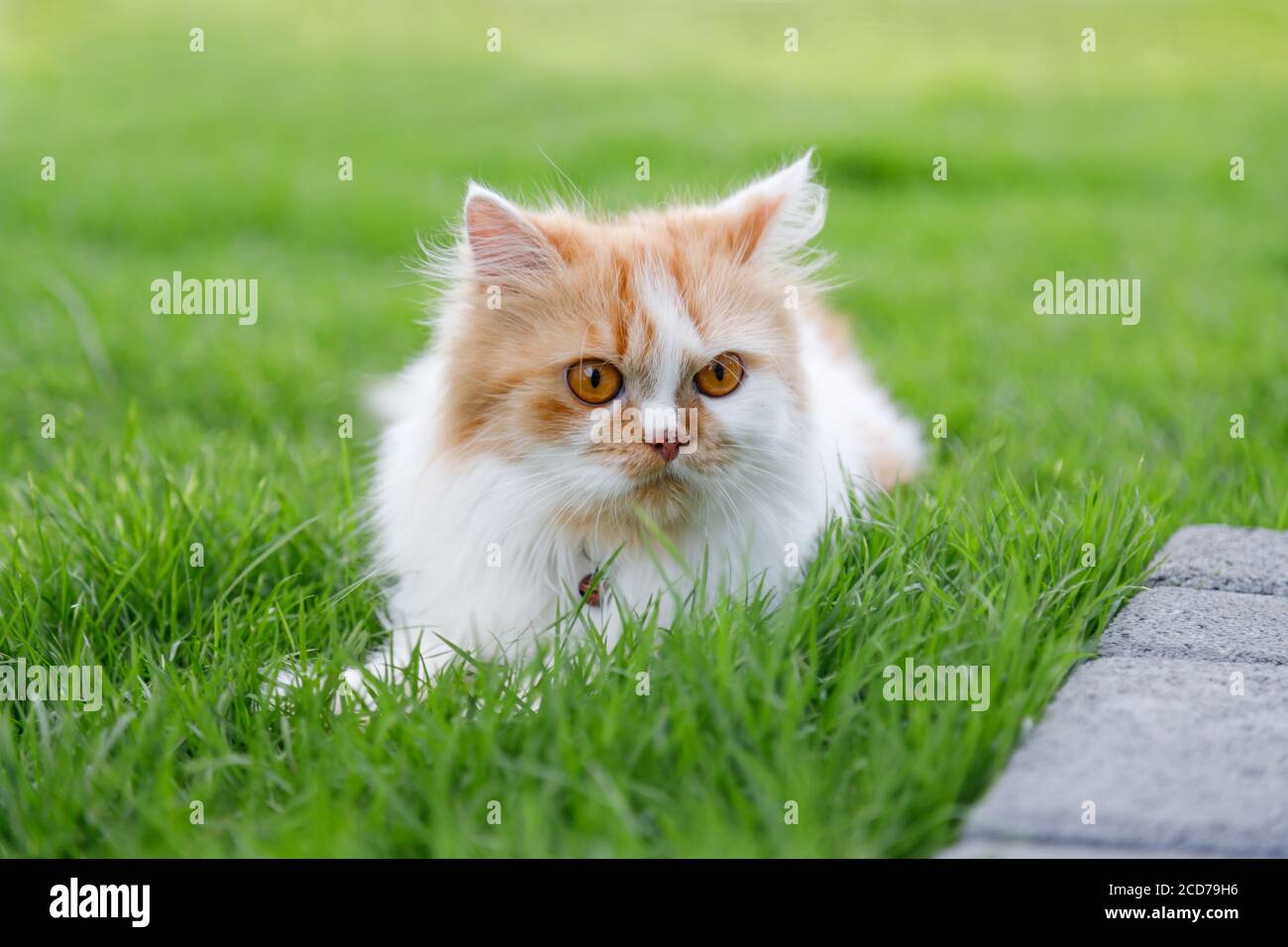 The cute Persian cat is sitting on a green grass field, and looking something, selective focus shallow depth of field Stock Photo