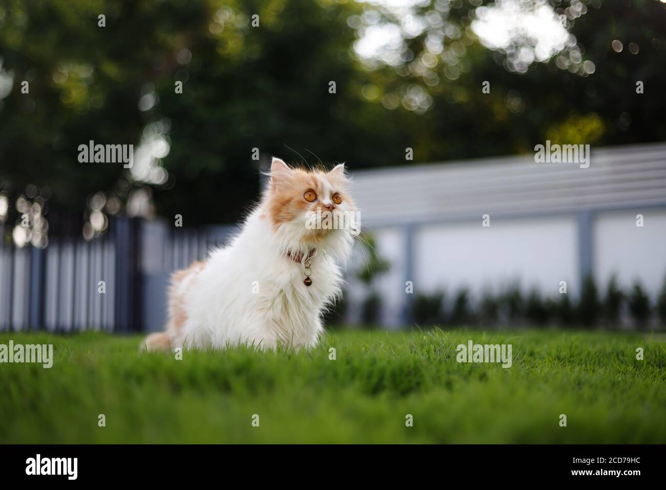 The cute Persian cat sitting on a green grass field, and looking something, selective focus shallow depth of field Stock Photo