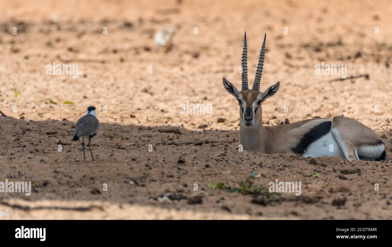 Male thomson gazelle hi-res stock photography and images - Alamy