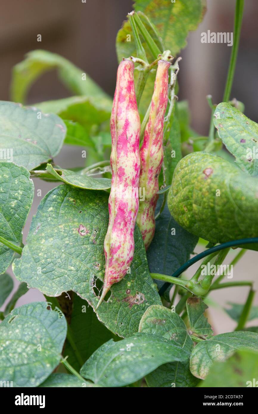 Borlotti Beans growing Stock Photo