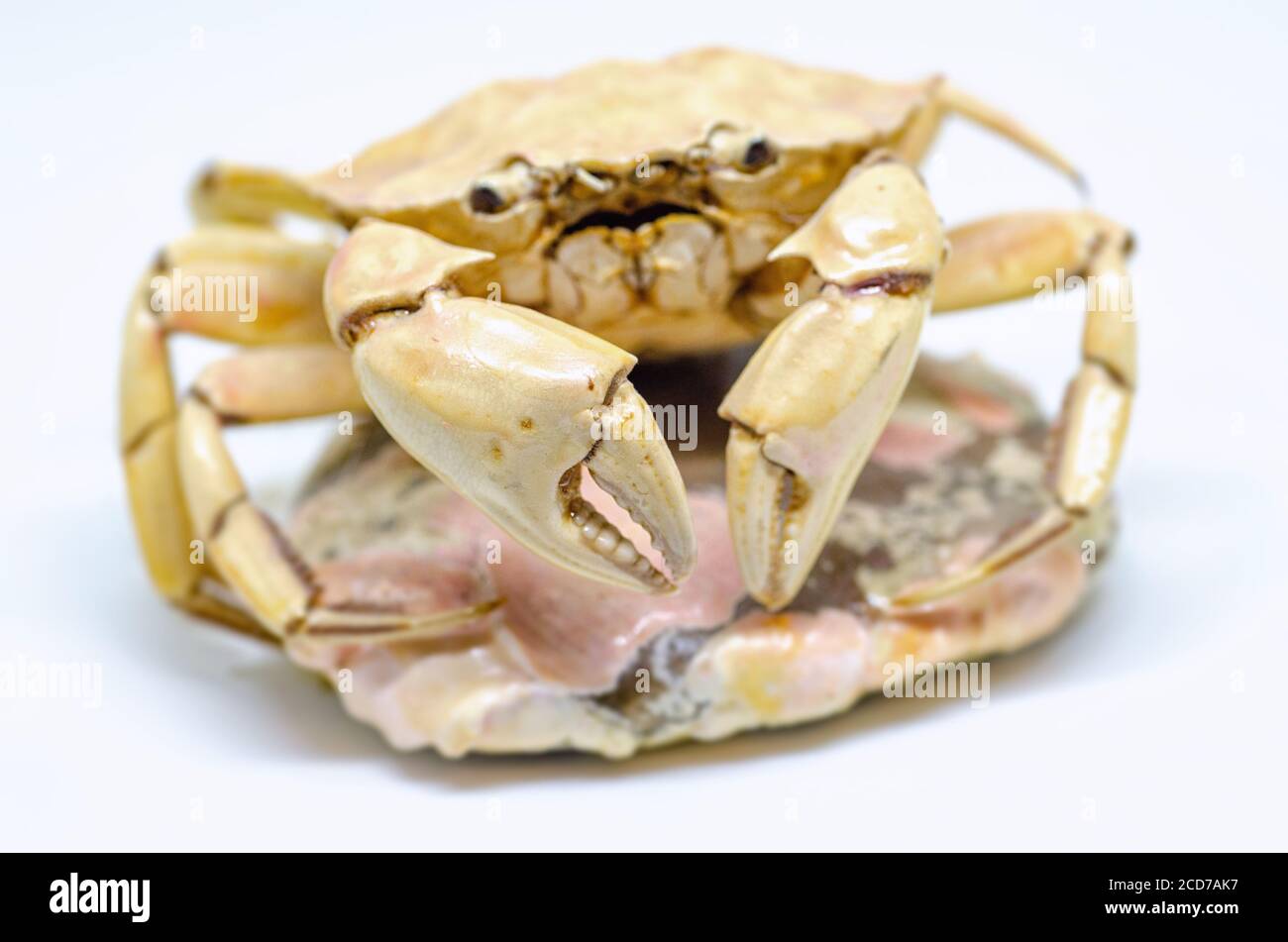 Crab skeleton isolated on white background Stock Photo