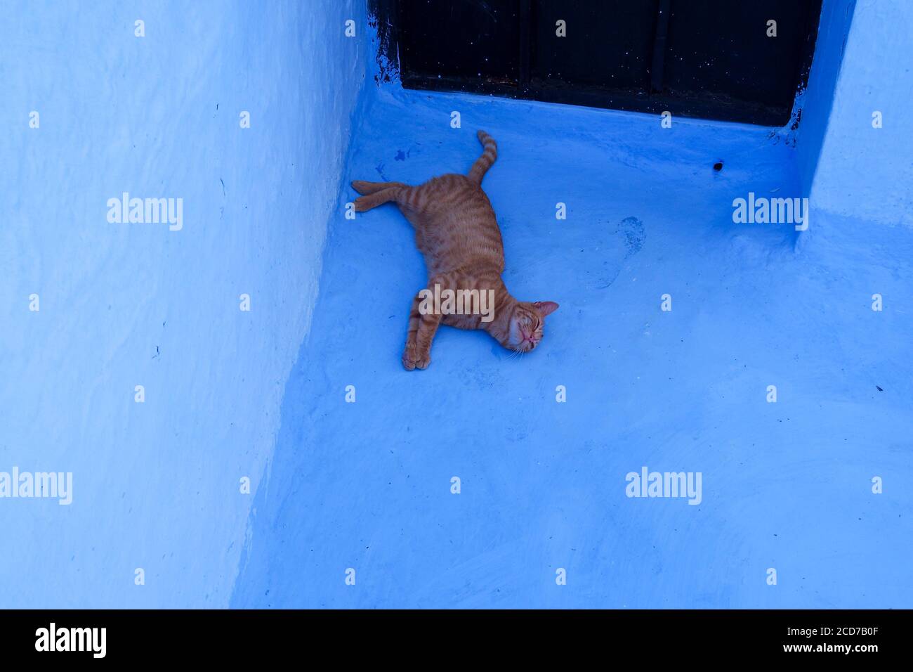 An orange tabby in  Chefchaouen Stock Photo