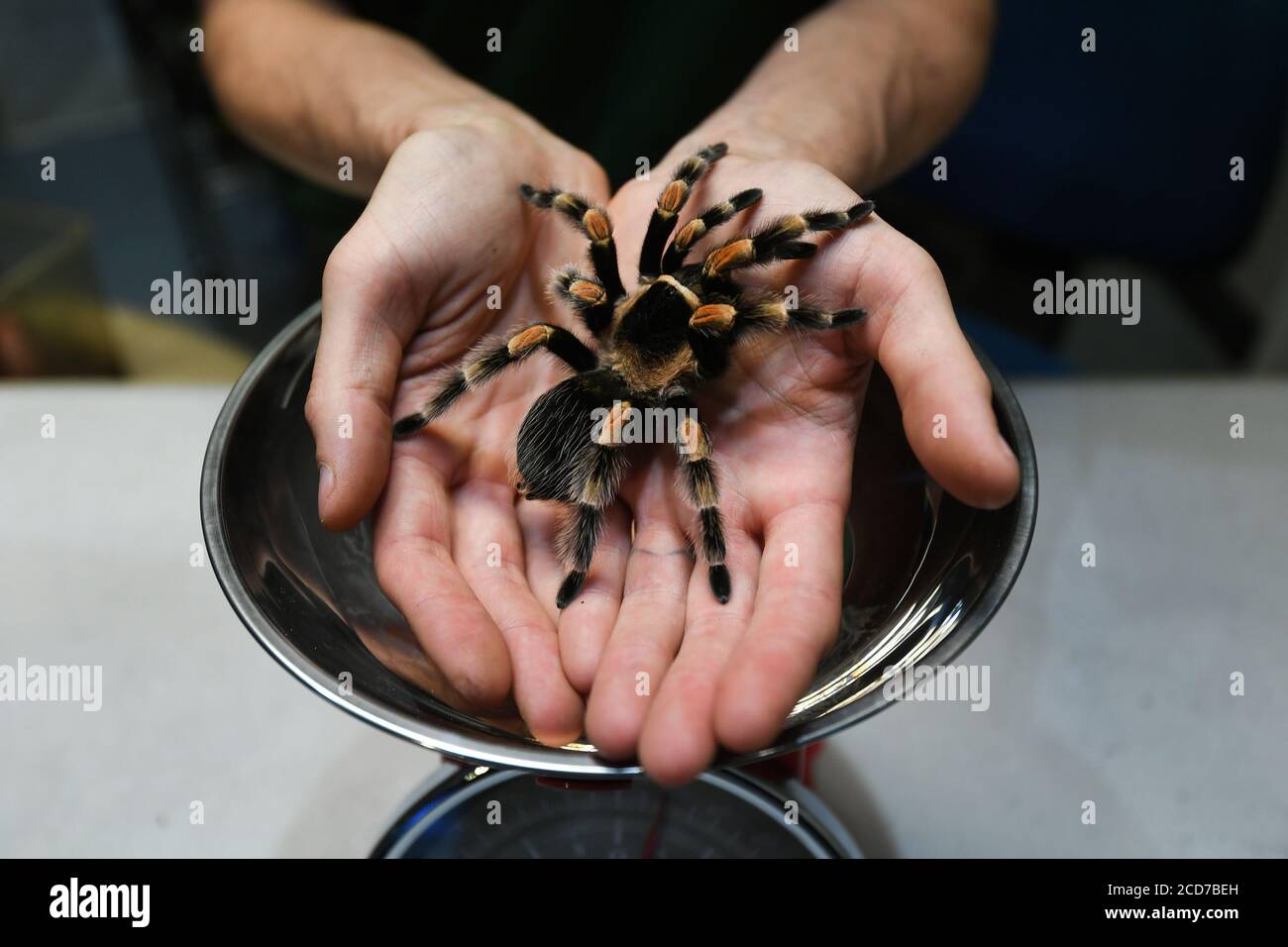 Senior keeper Jamie Mitchell prepares Katie the tarantula to be weighed, during the annual weigh-in at ZSL London Zoo, London. Stock Photo