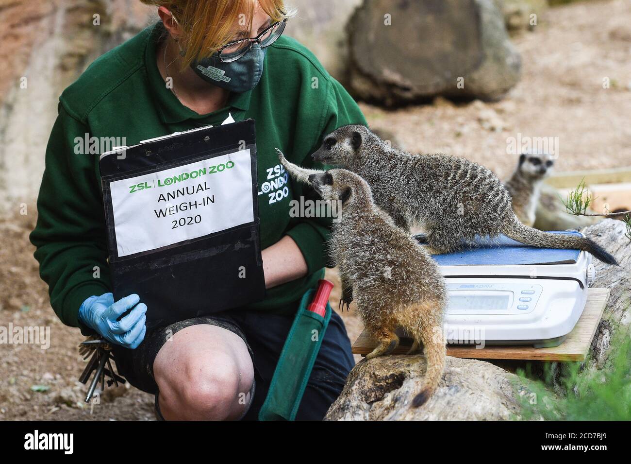 Senior keeper Laura Garrett weighs meerkats during the annual weigh-in at ZSL London Zoo, London. Stock Photo