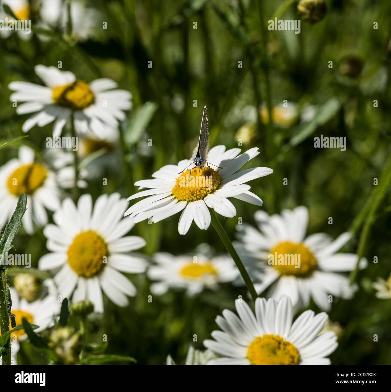 A small blue butterfly sitting on an Oxeye Daisy. Stock Photo