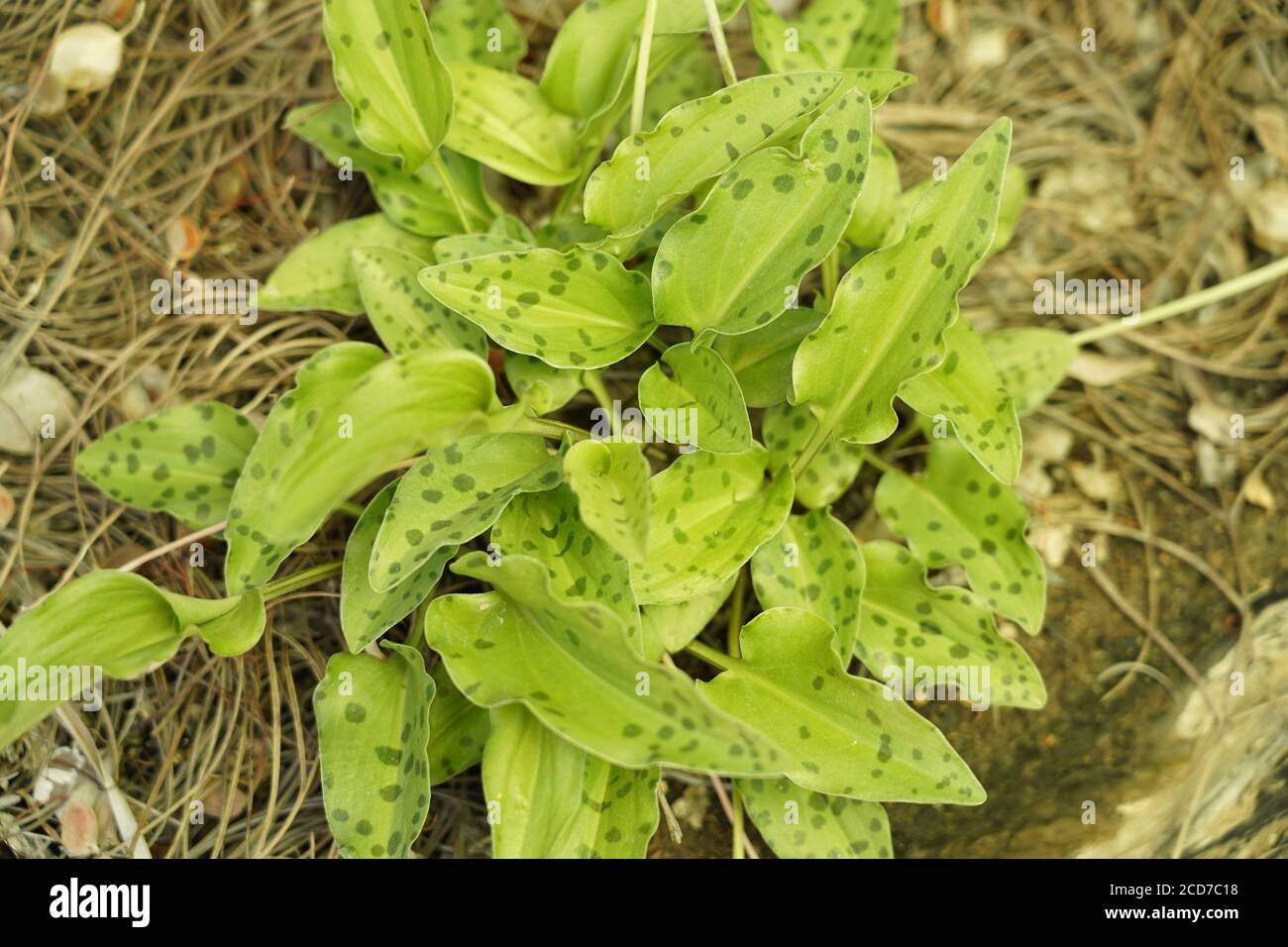 African hosta or leopard plant happily growing in the garden in tropical Queensland Stock Photo