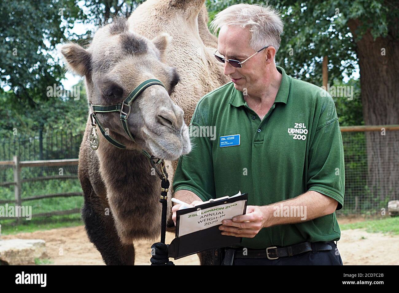 With more than 19,000 animals in their care, ZSL London Zoo's keepers spend  hours throughout the year recording the heights and weights of all the  animals - information which helps them to