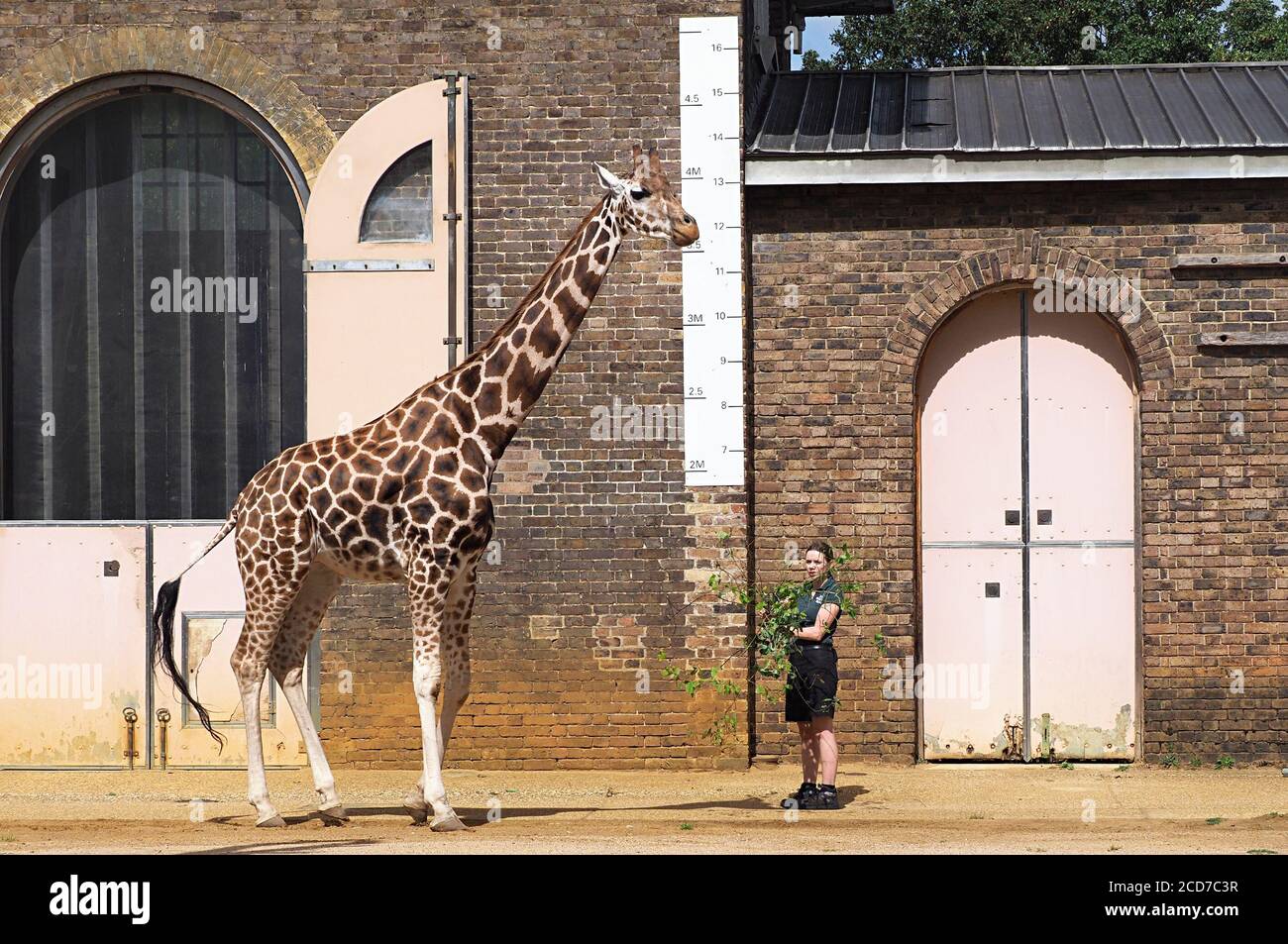 With more than 19,000 animals in their care, ZSL London Zoo’s keepers