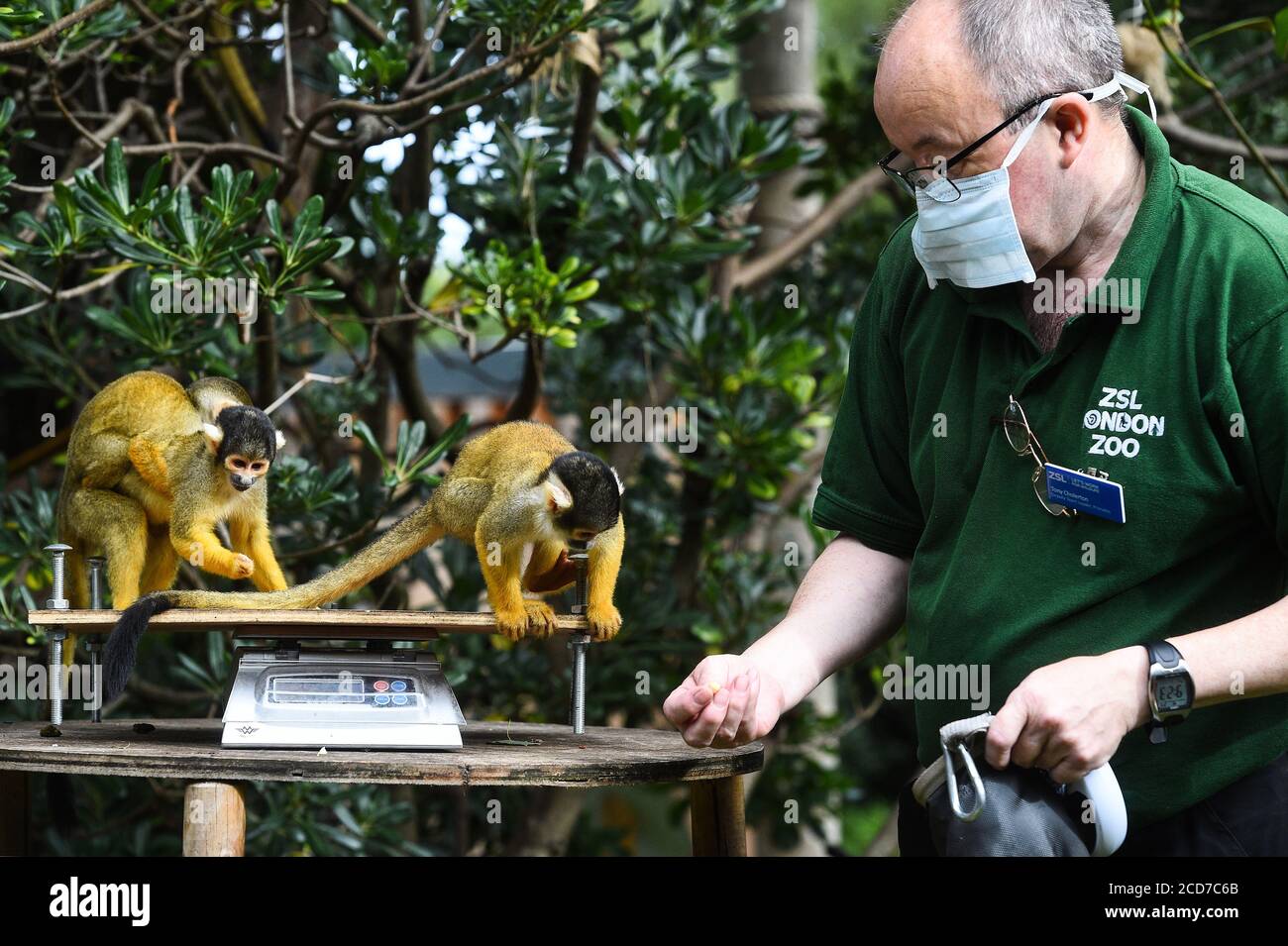Senior keeper Tony Cholerton weighs squirrel monkeys, during the annual weigh-in at ZSL London Zoo, London. Stock Photo