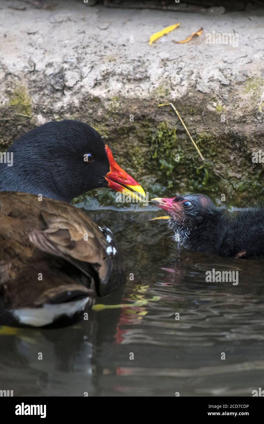 A Moorhen Gallinula chloropus caring for a chick on Trenance Boating Lake in Trenance Gardens in Newquay in Cornwall. Stock Photo