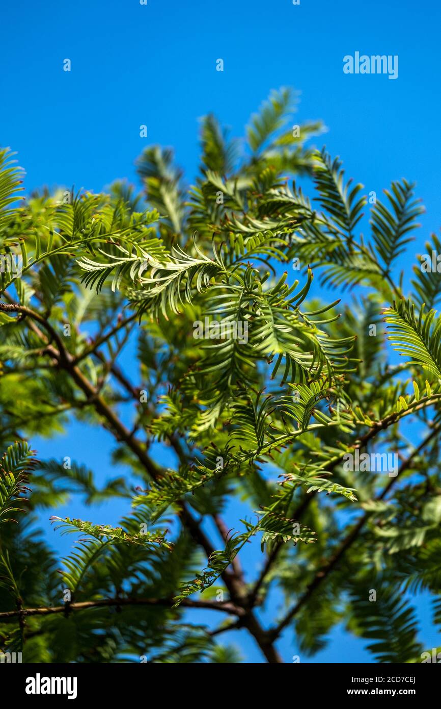 The foliage of a Metasequoia glyptostroboides Dawn Redwood tree. A fast growing pyramidical large deciduous tree growing in Trenance Gardens in Newqua Stock Photo