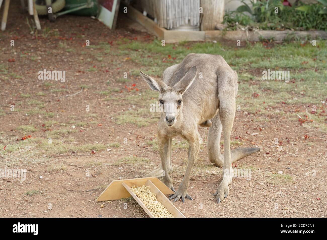 Iconic Wild Kangaroo a marsupial unique to Australia Stock Photo - Alamy