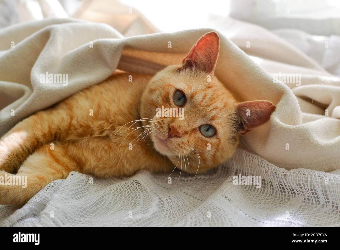Light red cat on a white blanket, light from the window. A cute ginger cat lies under a white blanket on the windowsill, on the bed. Stock Photo