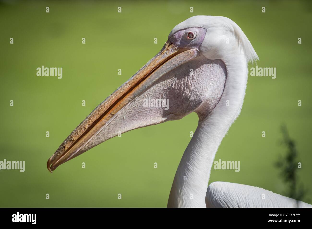 Isolated close up portrait of White Pelican bird- Israel Stock Photo