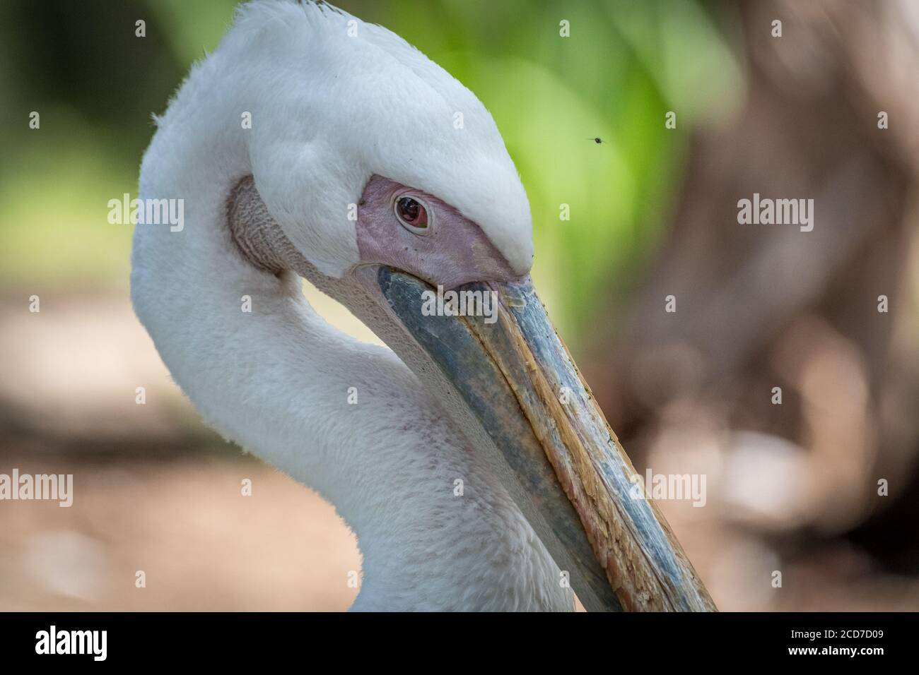 Isolated close up portrait of White Pelican bird- Israel Stock Photo