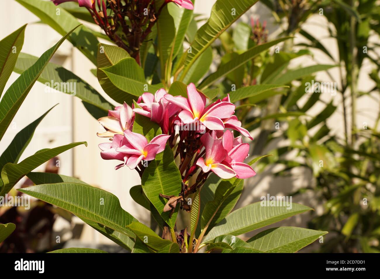 Australian frangipani tree hires stock photography and images Alamy