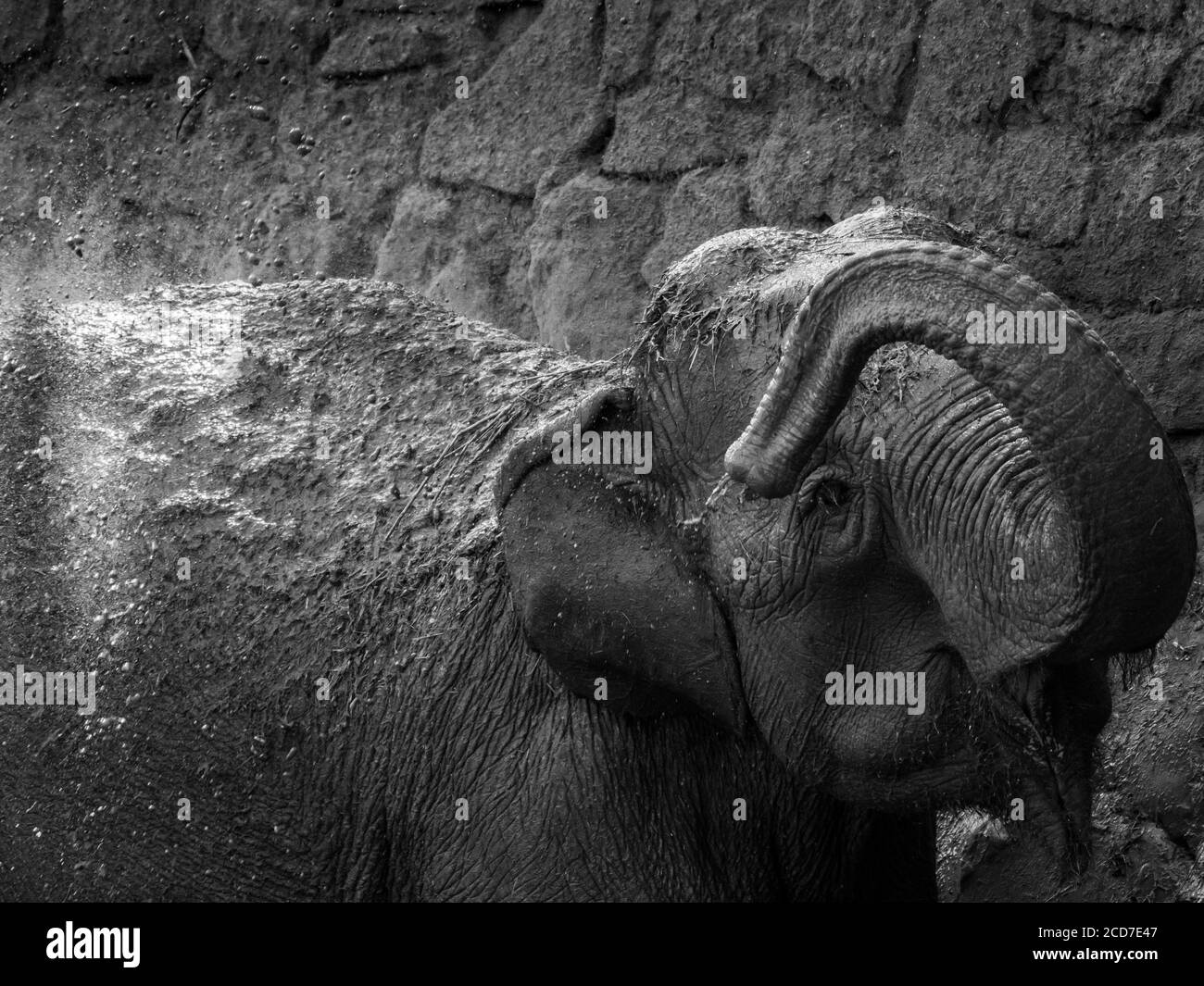 Isolated close up of a single Indian elephant taking a mud bath- Israel Stock Photo