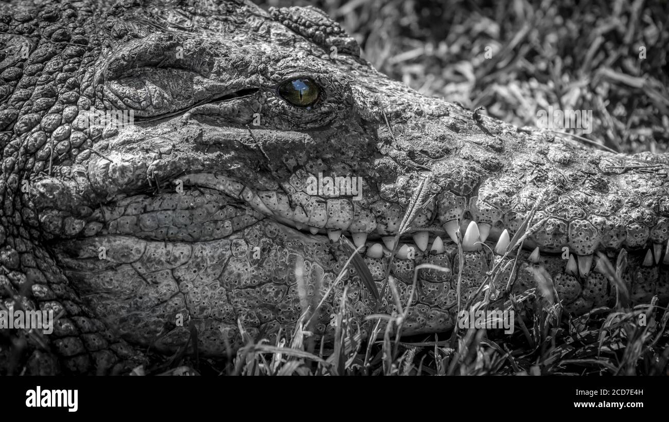 Isolated close up portrait of a mature alligator- Safari Israel Stock Photo