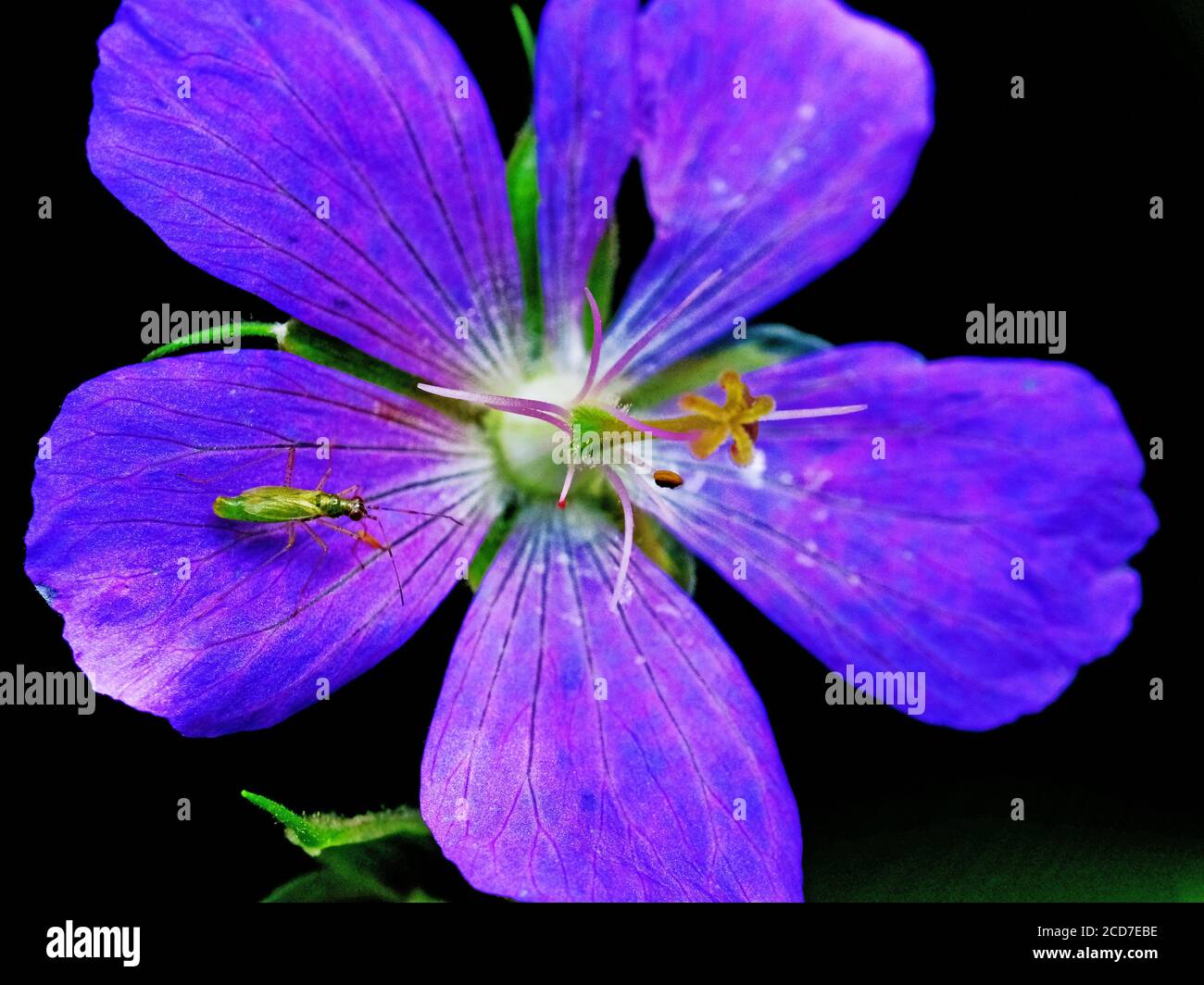 Green crane caddis fly resting on a deep blue 4 leafed flower against dark muted background Stock Photo