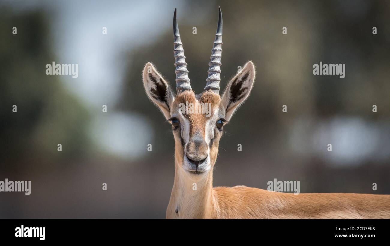 Isolated close up of beautiful Thomson Gazelle portrait- Israel Stock Photo