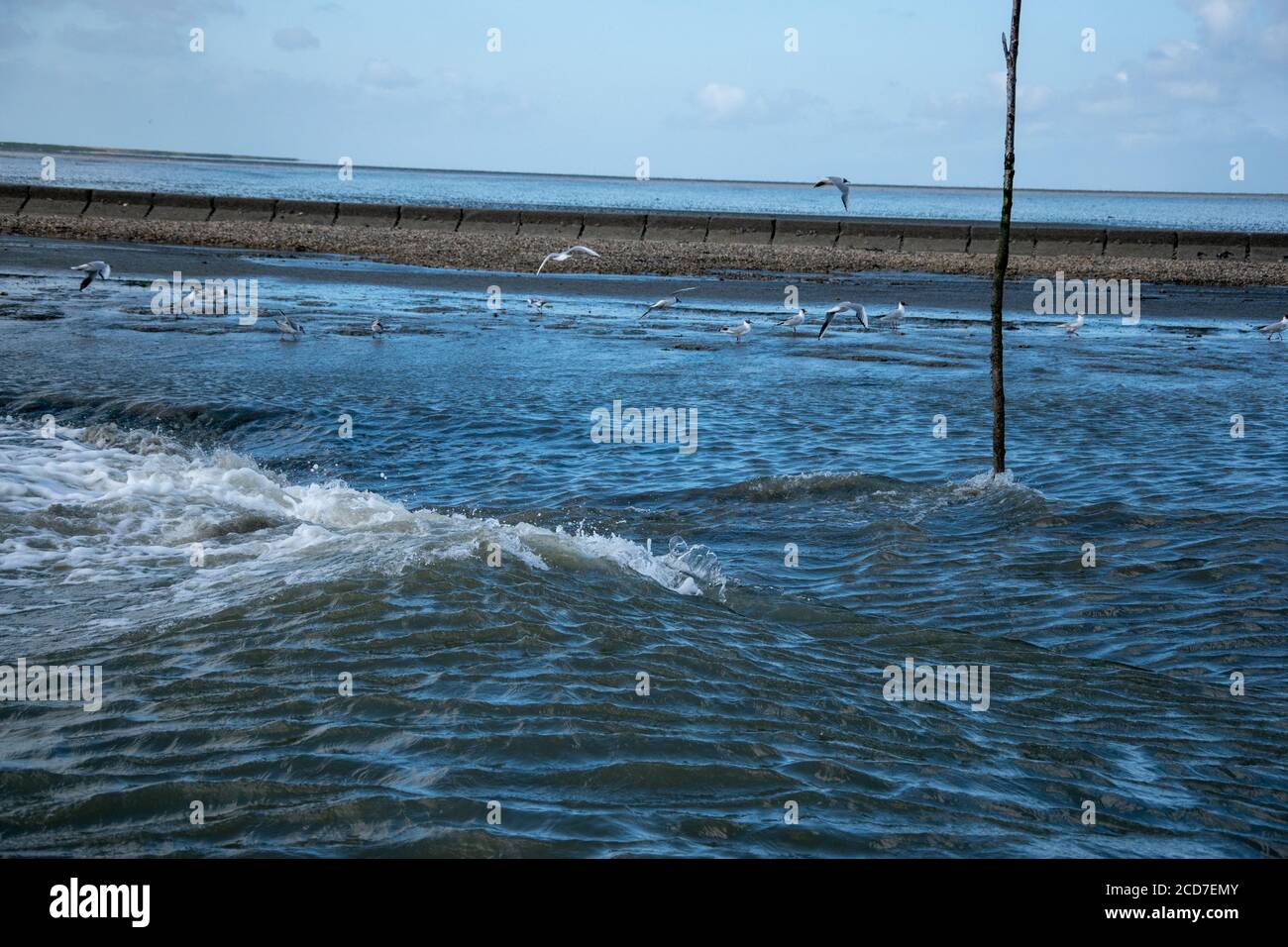 Eye-level shot of seagulls flying over the sea waves Stock Photo