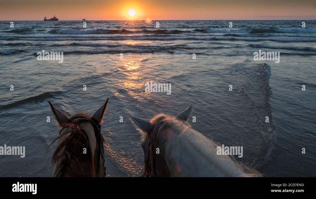 Isolated couple of horses on a beautiful sunset background on the beach- Israel Stock Photo