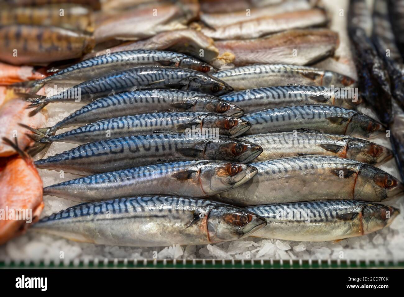 Fresh mackerel fish at the seafood market, showcases of seafood market