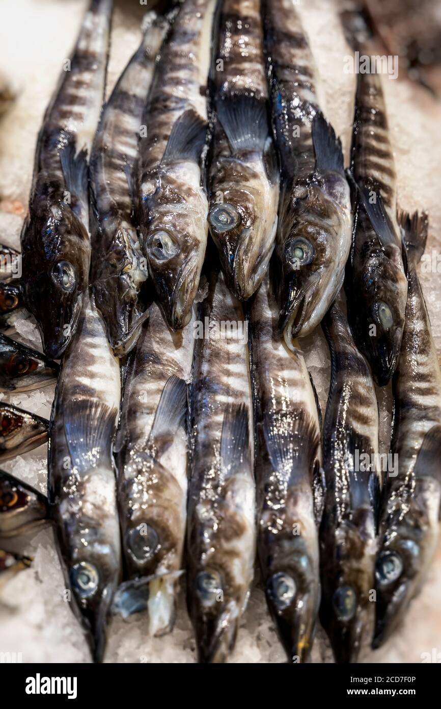 Pile of mackerel icefish on ice. Open showcases , counter of seafood