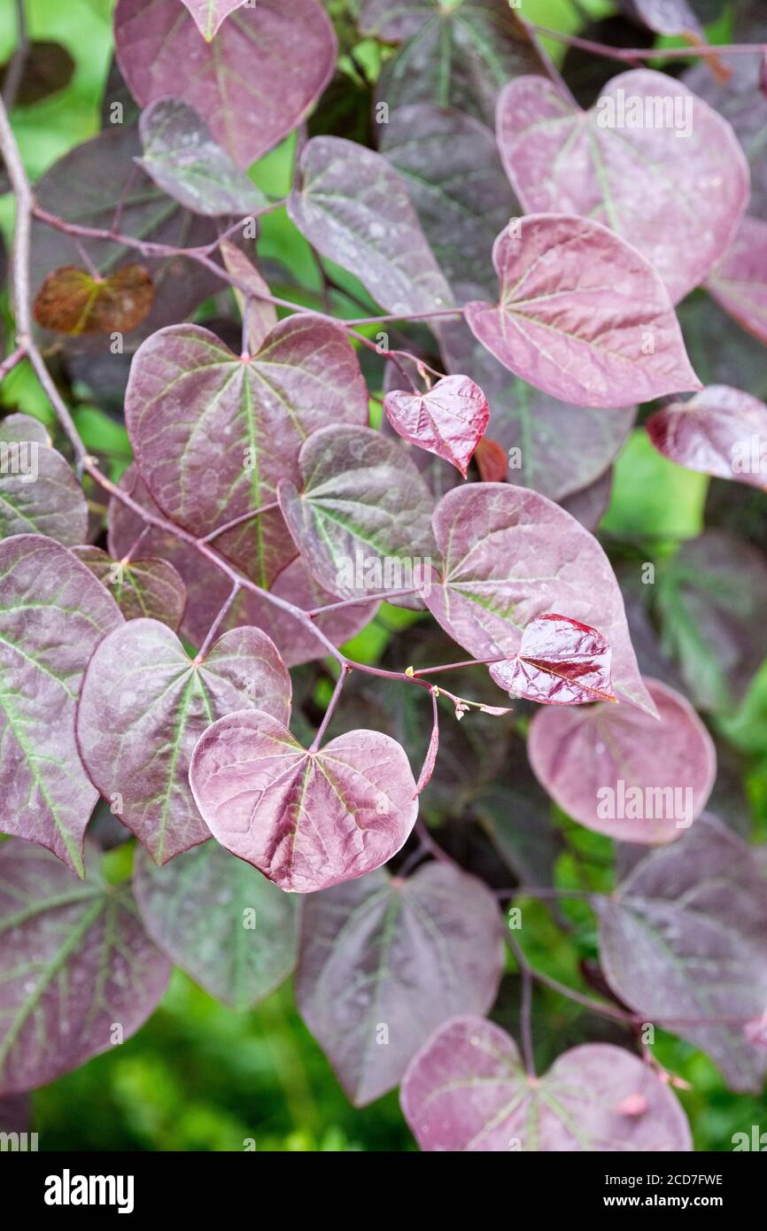 Colourful heart shaped foliage of Cercis canadensis 'Ruby Falls'. Redbud 'Ruby Falls'. Weeping Redbud 'Ruby Falls' Stock Photo