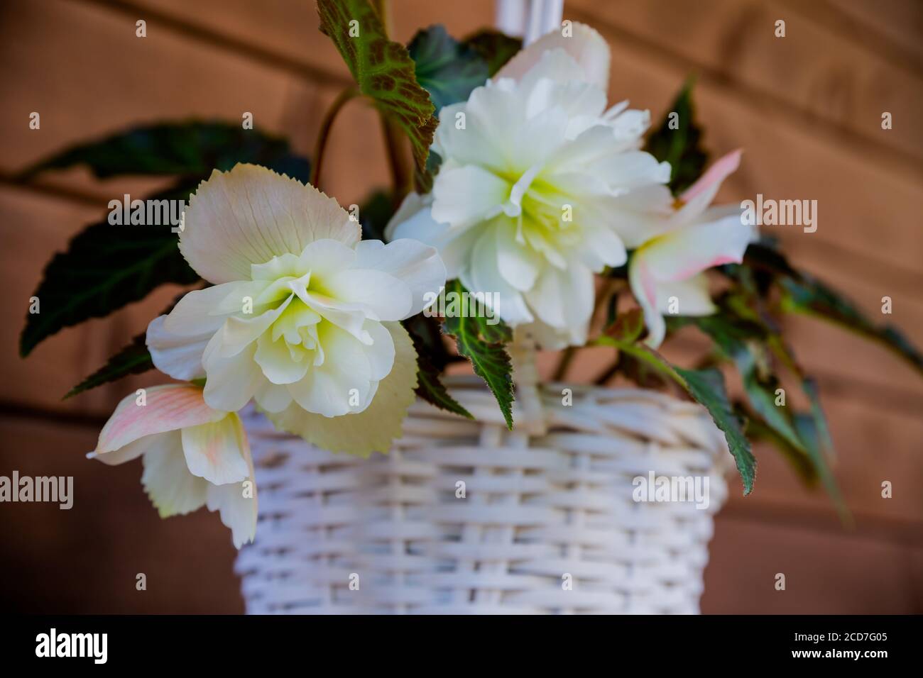 Big white flowers of begonia in basket in summer decorative garden . Seasonal flowers. bloomimg flowers of begonia. Summer nature. Flower pot Stock Photo