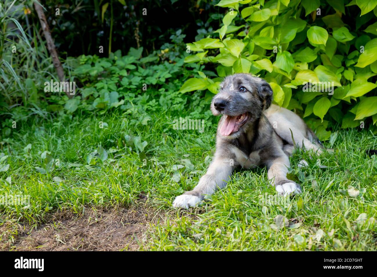 A beautiful brown irish wolfhound with nice expression in head in a