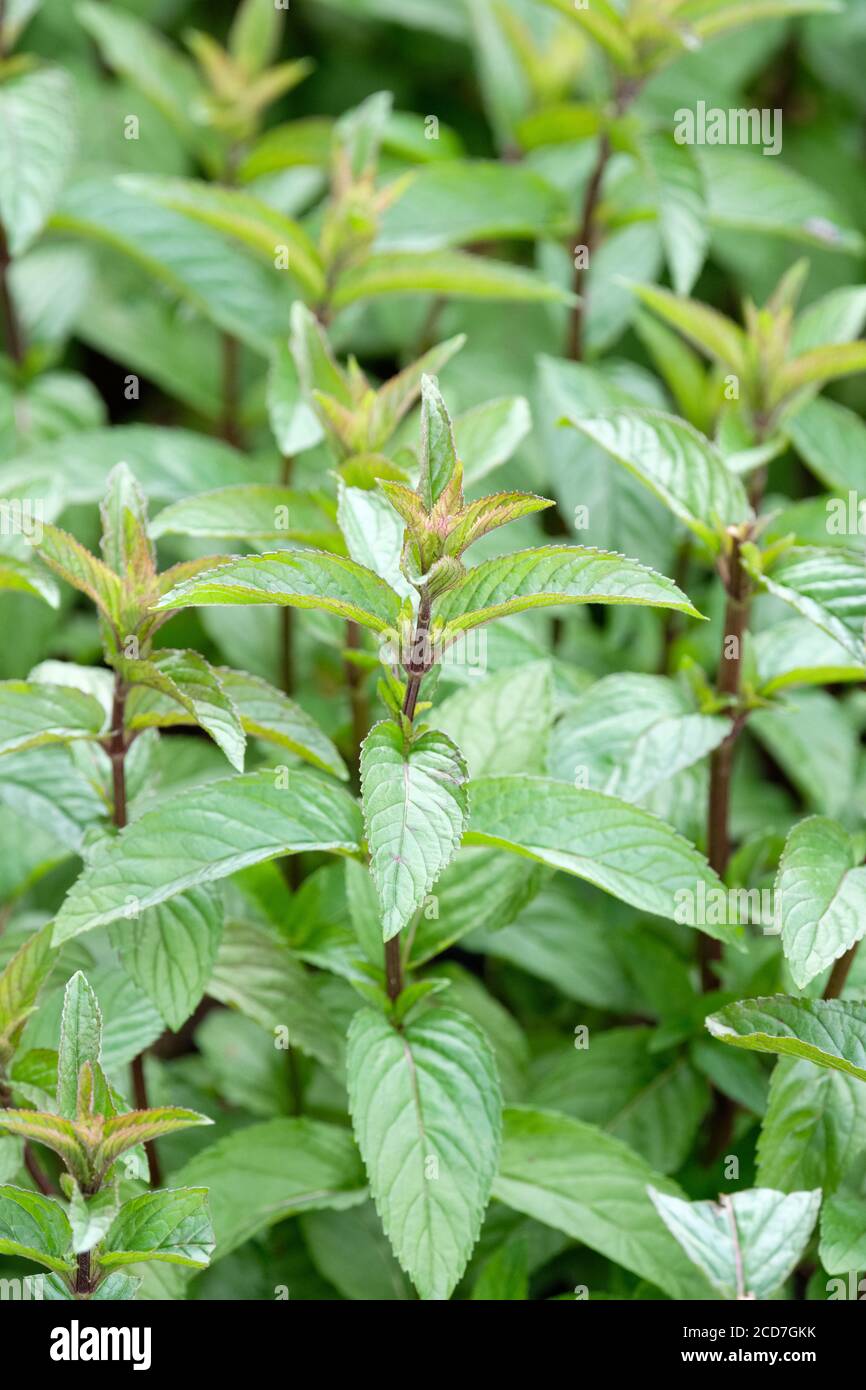 Mentha x piperita f. citrata ‘Chocolate'. Peppermint Chocolate Mint. chocolate peppermint. chocolate mint plants growing. Stock Photo