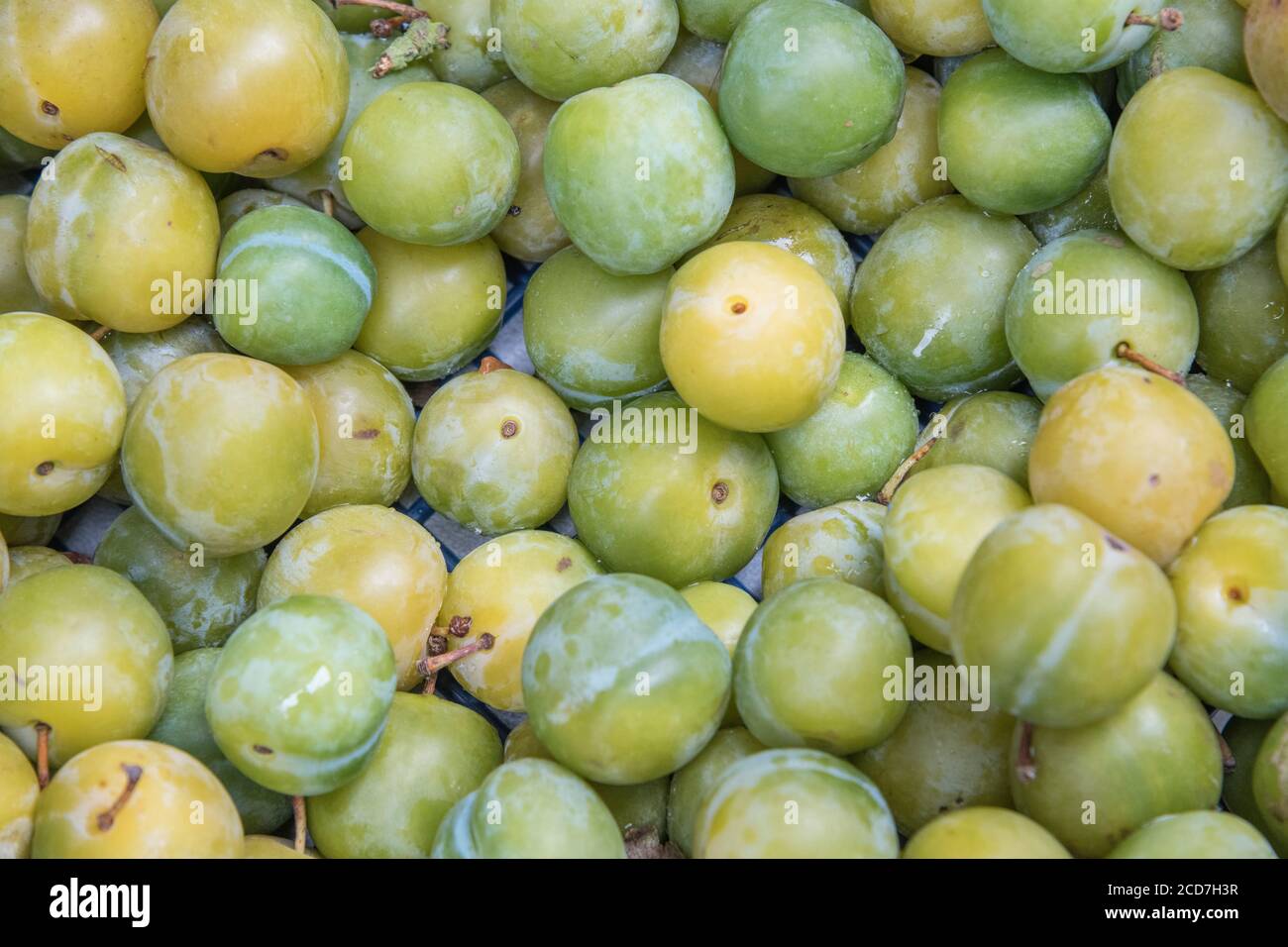 Loose pale light green plums on sale at local country store in Cornwall ...