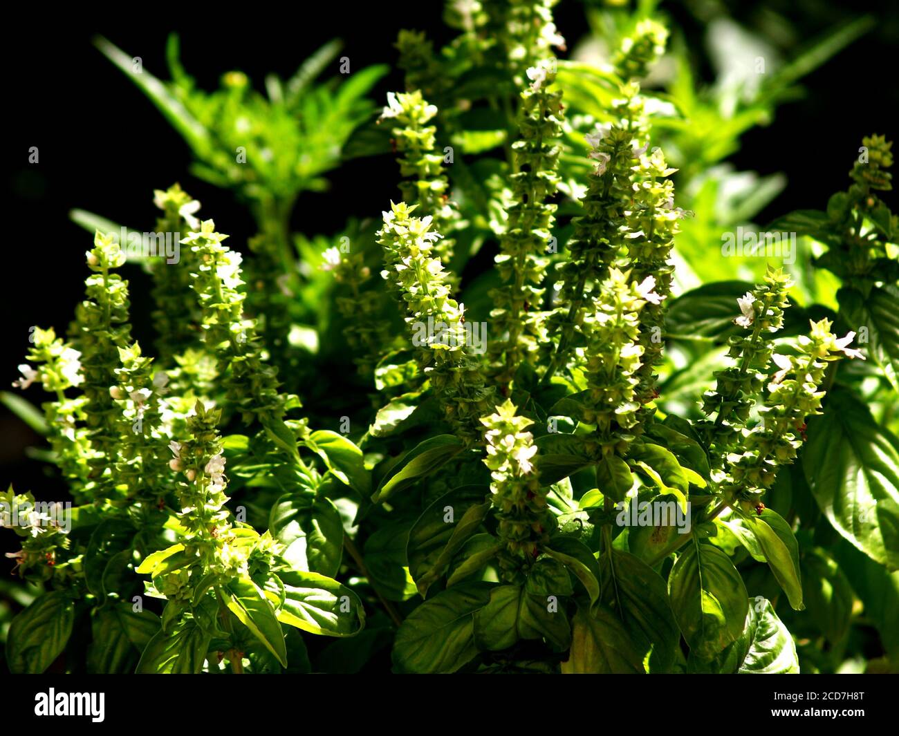edible green basil blossom full sun Stock Photo Alamy